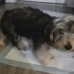 2 4 month old female Yorkies in Charleston, South Carolina