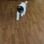 Schnauzer Ready For Home in Macon, Georgia