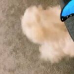 Shih Tzu in Denver, Colorado