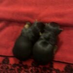 2 Yorkie Female Puppies in New York City, New York