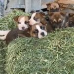 Selling Puppies in Atlanta, Georgia