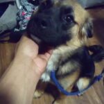 4 month German shep in Binghamton, New York