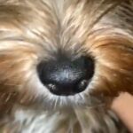 Yorkipoo Puppy ,7 Months ,Female And Very Playful!!! She’s For 2,000 But I’m Lowering It in Streamwood, Illinois