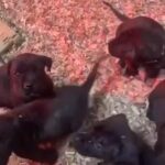 Presa Canario Puppies in Baltimore, Maryland