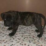 Presa Canario pups ? in Baltimore, Maryland