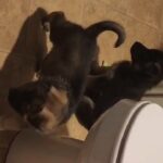 Puppy nips in Raleigh, North Carolina