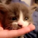 two white and grey kittens female in Bakersfield, California