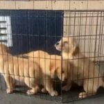 Golden Retriever Puppies in Santa Ana, California