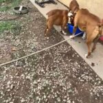 Boxer Puppies in Banning, California