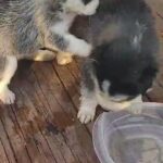 husky in Denton, Texas