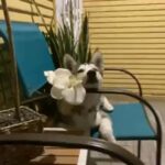 Siberian Husky in San Bernardino, California