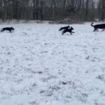 AKC GSD Females in Clarksville, Tennessee