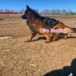 German Shepherds in Yuba City, California