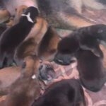 Belgian Malinois Puppies in Lancaster, California