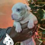 Platinum Merle Bully in Hollywood, Florida