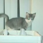 Hi I’m Mushu in Sacramento, California