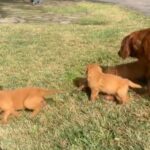 Golden Retriever Puppies (AKC Registered Litter) in Houston, Texas