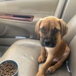 Bordeaux Mastiff/Dogo Argentino Puppy in Dallas, Texas