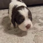 English Springer Spaniel in Augusta, Georgia