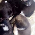 husky / promsky mix in Fort Myers, Florida