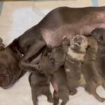 Bella’s Litter in Miramar, Florida