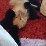 pomeranian puppies in Appleton, Wisconsin