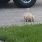 Two Rare Cats For Sale in Streamwood, Illinois