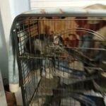 chinchilla for sale in Savannah, Georgia