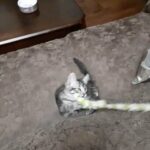 Bengal Kitten in Los Angeles, California
