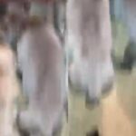 Cane Corso puppies in Albany, New York