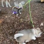Siberian Huskies Puppies in Knightdale, North Carolina