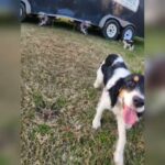 AKC REGISTERED SPRINGER PUPS in Charleston, South Carolina