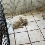 Golden Doodle Puppies For Sale in Houston, Texas