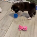Red Akita Puppy in Houston, Texas