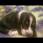 Basset Hound Puppies [male] in Tulsa, Oklahoma