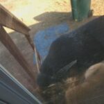 German shepard  to rehome in Tuscaloosa, Alabama