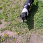 Basset Hound Pups [male] in Tulsa, Oklahoma