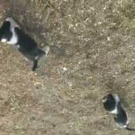 Basset Hound Puppies in Tulsa, Oklahoma