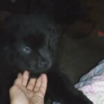 purebred chows in Hilo, Hawaii