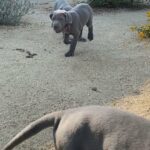 Great Dane puppies in Arizona City, Arizona
