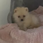 Beautiful Pomeranian Female in Arizona City, Arizona