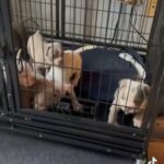 American Pocket Bullies Puppies For Sale in Hollywood, Florida