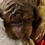 Chocolate Brown Poodle Puppies in San Antonio, Texas