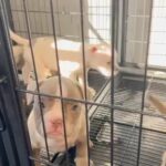 ‼️Puppies Ready For Forever Home‼️ in Hollywood, Florida