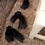 3 Black Female Syrian Hamsters in DeKalb, Illinois