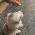Baby Aussie in Lockhart, Texas