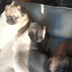 Cute pugs need a home puppies in Arizona City, Arizona