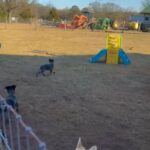 Blue Heelers in Decatur, Alabama