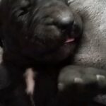 great Dane puppies in Atlanta, Georgia