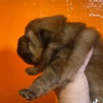 Chow Chow Puppies in Hilo, Hawaii